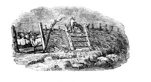 Een herdershond en schaapskooi uit Geschiedenis van Britse vogels en viervoeters door Thomas Bewick